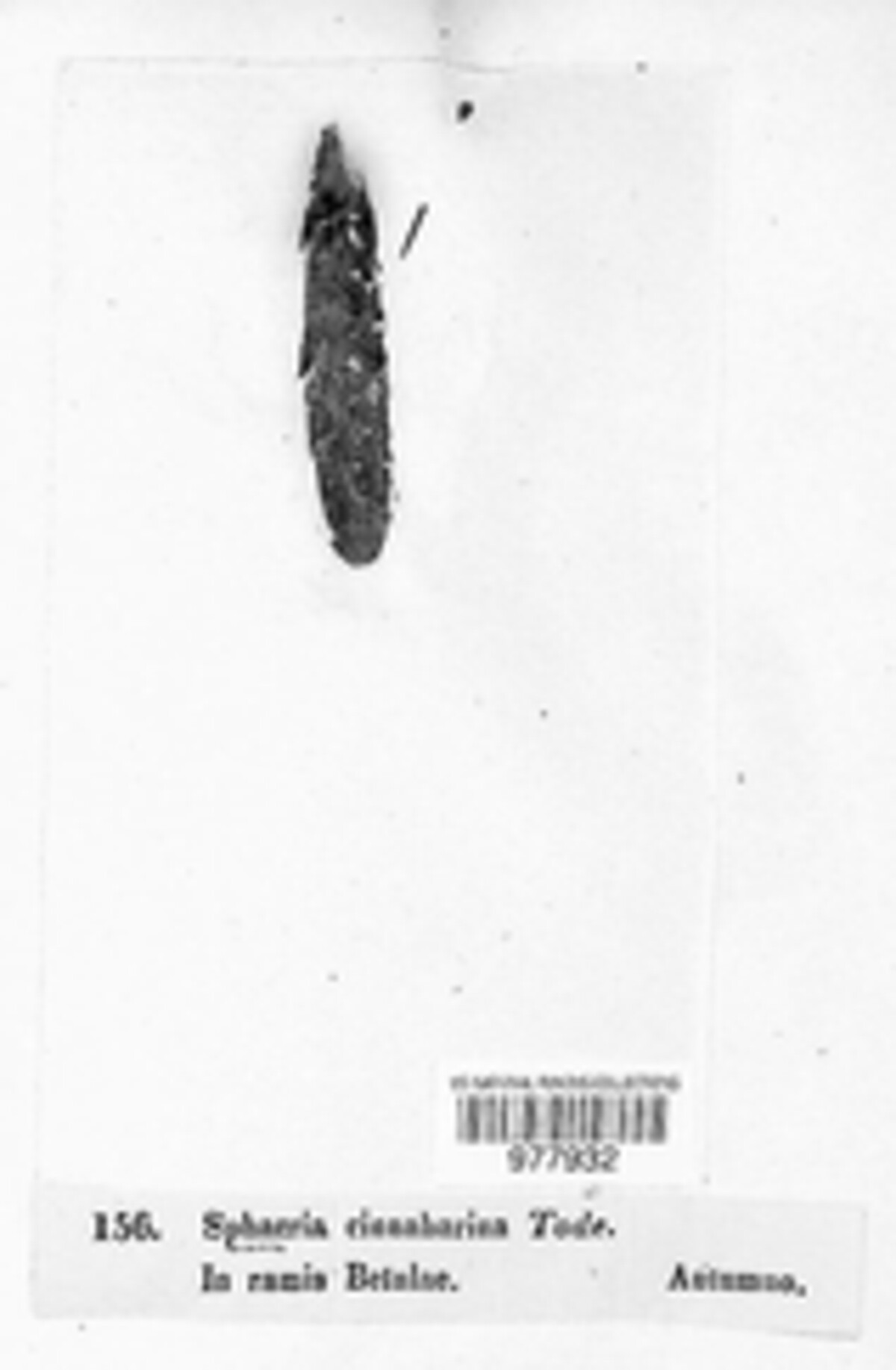 Nectria cinnabarina image